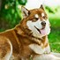 Image result for Big Alaskan Husky Dog