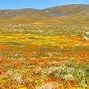 Image result for Arizona Desert in Bloom