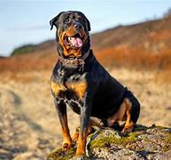 Image result for The Most Expensive Dog in the World