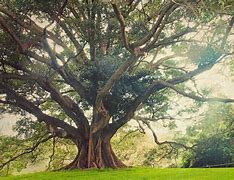 Image result for iPhone Oak Tree Wallpaper