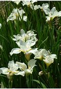 Image result for Iris sibirica White Swirl