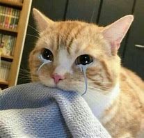 Image result for Crying Happy Cat