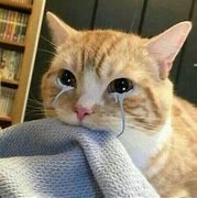 Image result for Not Funny Cried Cat