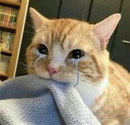 Image result for Cute Cat Crying Meme