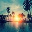 Image result for Free Palm Tree Background