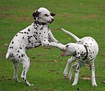 Image result for Cute Dogs Playing