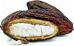 Image result for Cocoa Bean Pod