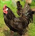 Image result for Rarest Chicken Breeds