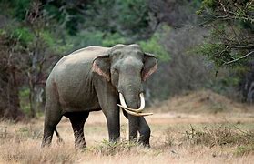 Image result for Aphantasia Elephant