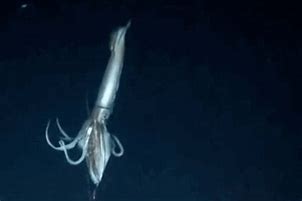 Image result for Squid Anchor Silhouette