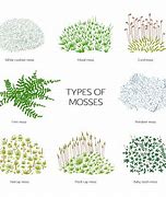 Image result for 10 Types of Mosses