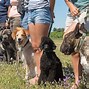 Image result for SAR Dogs