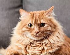 Image result for Funny Orange Tabby Cats