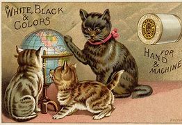 Image result for Earth Cat PFP
