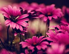 Image result for Amazing Flower Backgrounds