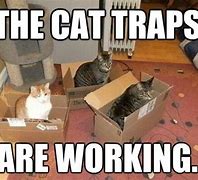 Image result for Funny Cat Trap Memes