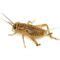 Image result for Live Crickets for Sale