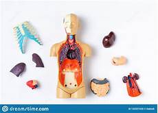 organi interni corpo umano manichino di plastica dell uomo con gli organi interni su organi interni corpo umano manichino di plastica dell uomo con gli organi interni su
