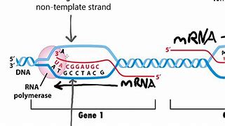 Image result for Exons and Introns Are Present On Template or Non Template Strand
