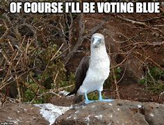 Image result for Funny Meme Vote Blue