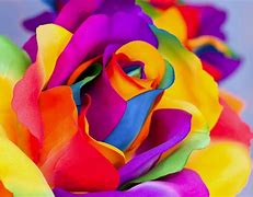 Image result for Rainbow Roses Wallpaper Desktop