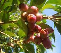 Image result for Syzygium