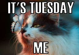 Image result for Funny Memes About Tuesday