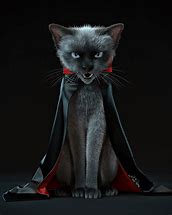 Image result for Vampire Cat Human