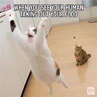 Image result for Forgot to Feed Cat Meme