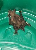 Image result for Evening Bat Baby