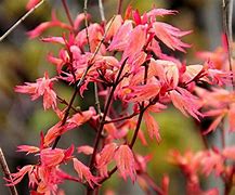 Image result for Coral Pink Japanese Maple
