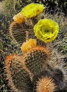 Image result for Arizona Desert Cactus Flower