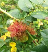 Image result for Robin's Pincushion
