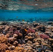 Image result for iPhone X Coral Color