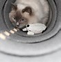 Image result for Cat Tunnel Toy