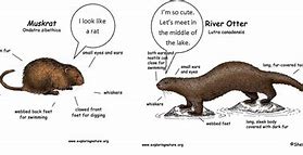 Image result for Otter vs Muskrat