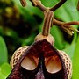 Image result for Weird Flower Names