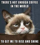 Image result for Grumpy Cat Good