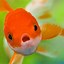 Image result for Lock Screen Fish iPhone 6 Wallpaper HD