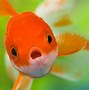 Image result for A Fishy Wallpaper