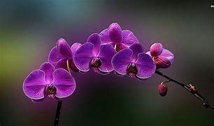 Image result for Desktop Purple Orchid Flower