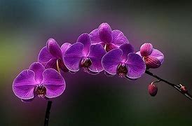 Image result for Purple Orchid Wallpaper