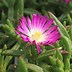 Image result for Delosperma Wheels of Wonder Purple Wonder