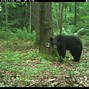 Image result for Bear Poop iPhone