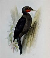 Image result for Mulleripicus funebris