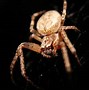 Image result for Largest Spider On Earth