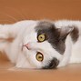 Image result for White Fat Munchkin Cat