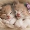 Image result for Cute Kitty