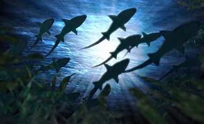 Image result for A School of Fish Animated