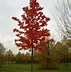 Image result for Acer rubrum October Glory